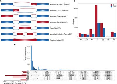 Genome-Wide Analyses of Prognostic and Therapeutic Alternative Splicing Signatures in Bladder Urothelial Carcinoma